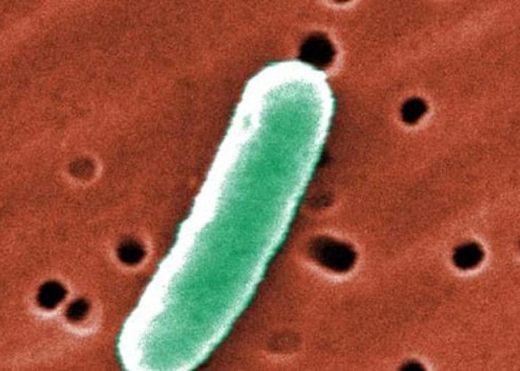 ecoli