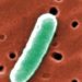 ecoli