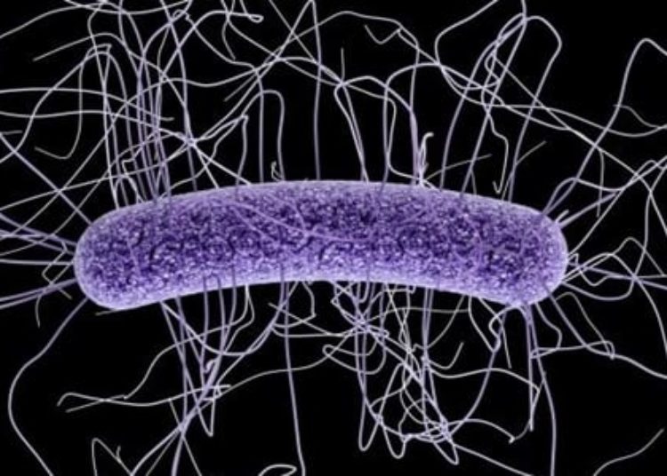 Key gut bacteria may prevent Clostridium difficile infection