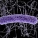 Key gut bacteria may prevent Clostridium difficile infection