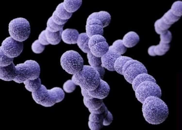 Group B streptococcus infections on the rise despite prevention guidelines