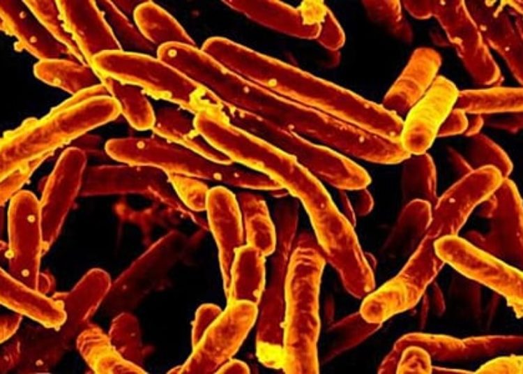 Shortened tuberculosis treatment regimen inferior to standard