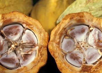 Flavanols in cocoa may improve brain function in older adults