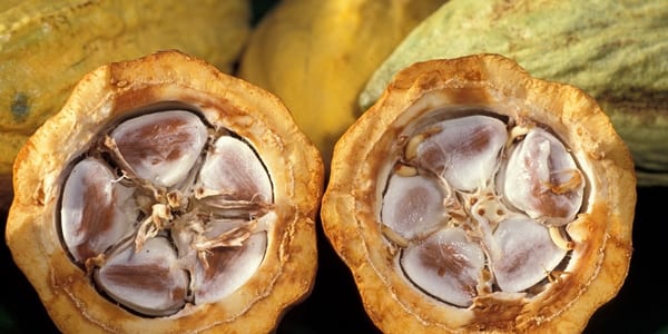 Cacao-pod-k4636-14