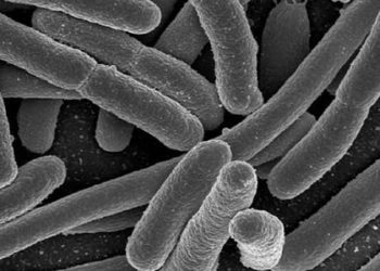 Gut bacteria respond to daily rhythms and influence weight control