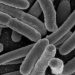 Gut bacteria respond to daily rhythms and influence weight control
