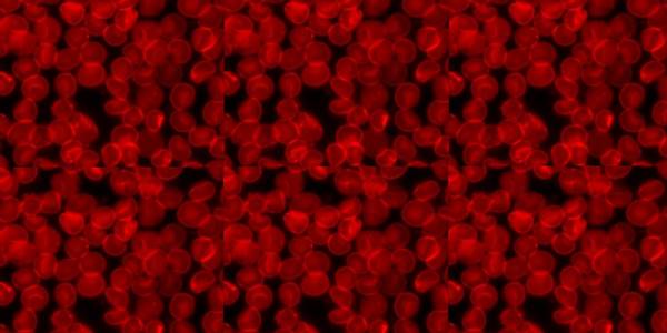 red blood cells RBC