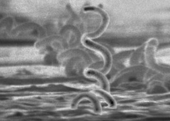 Male circumcision associated with reduced syphilis transmission