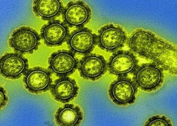 Vaccines for predicted influenza strains may provide wide protection [PreClinical]