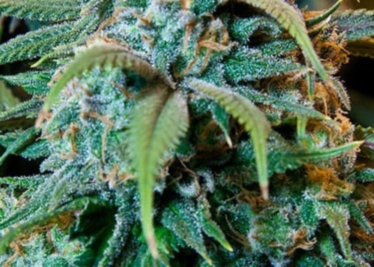 Chronic marijuana use linked to structural differences in the brain