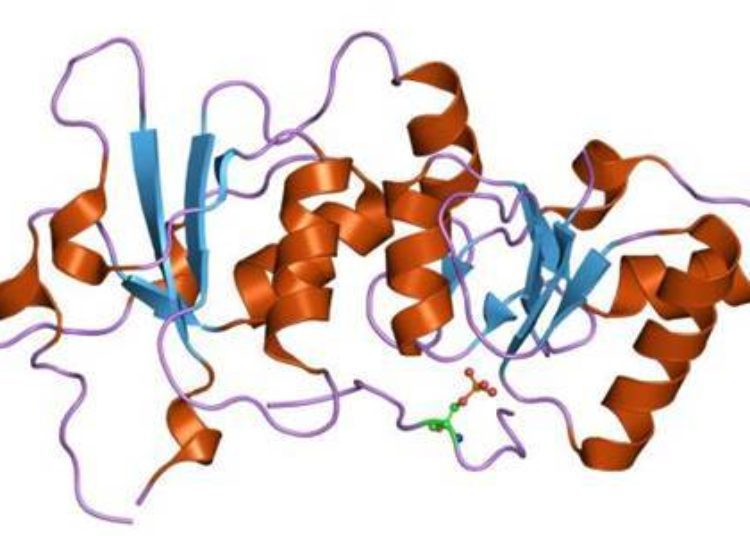 Olaparib monotherapy may be effective in advanced BRCA-associated cancers