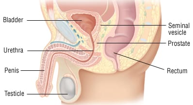 Sagittal section of male pelvis