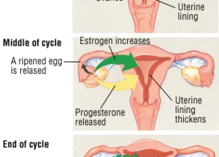 Patient Basics: Menopause And Perimenopause
