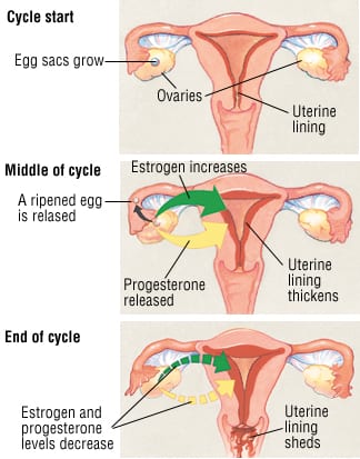 Patient Basics: Menopause And Perimenopause