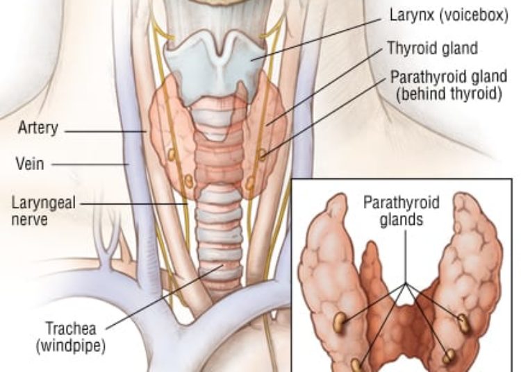 Patient Basics: Parathyroid Cancer