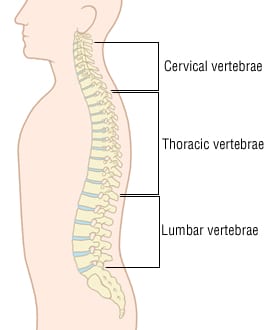 Spinal Cord Trauma
