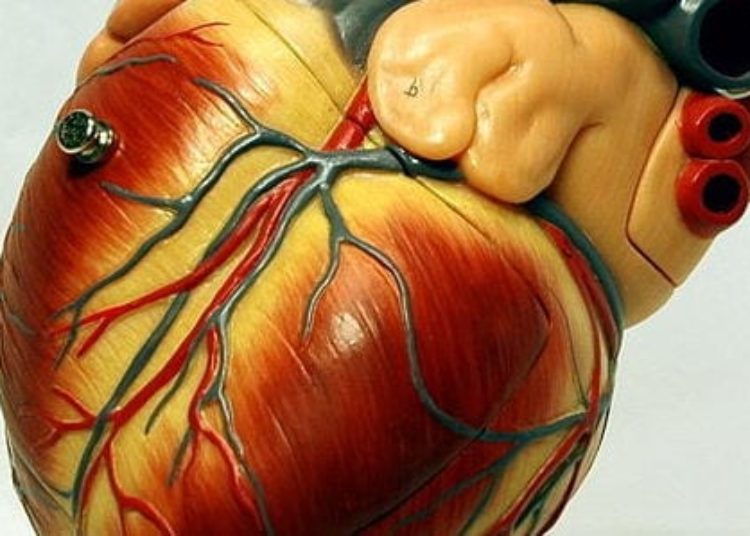 β-blockers linked to improved survival in preserved ejection fraction heart failure