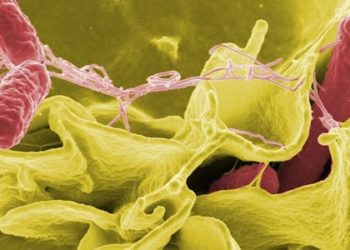 Pediatric reptile-associated salmonellosis a substantial burden