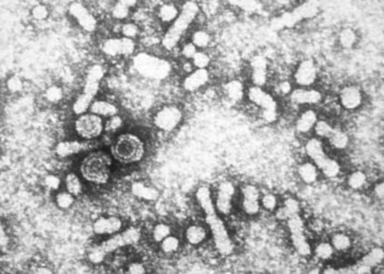 Entecavir more effective than lamivudine in preventing HBV reactivation