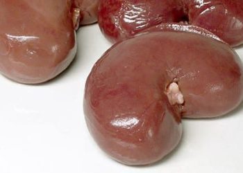 Tenofovir disoprovil fumarate HIV prophylaxis linked with minimal kidney impact