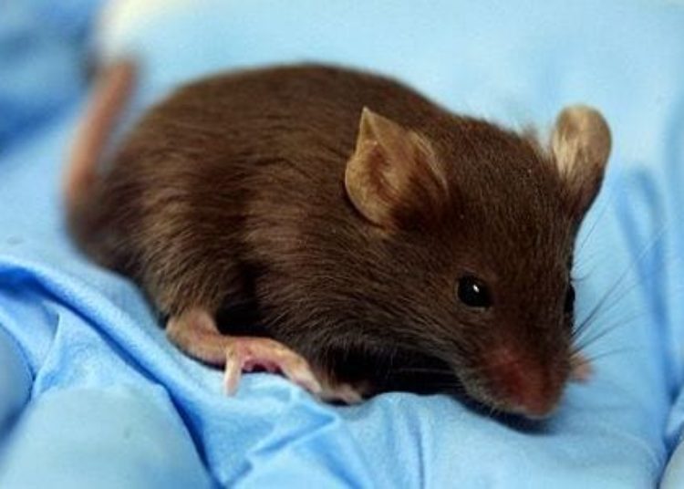 Tumor-specific mutant antigens are potential targets for cancer therapy [PreClinical]