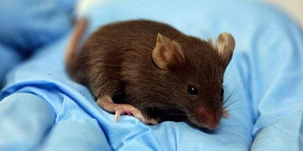 mouse