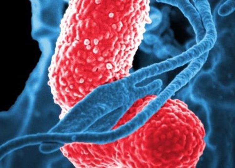 Teixobactin appears to avoid bacteria resistance [PreClinical]