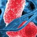 Teixobactin appears to avoid bacteria resistance [PreClinical]