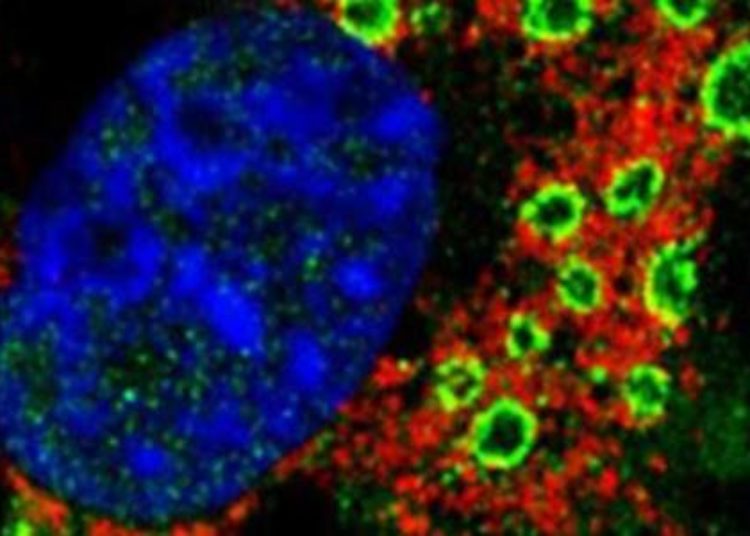 Low rotavirus vaccination coverage associated with ongoing disease transmission