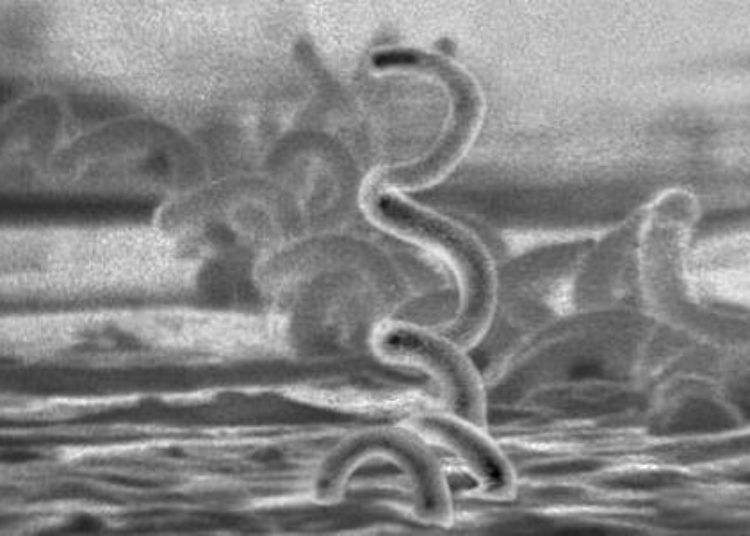 Mass treatment with azithromycin may be effective in eradicating yaws