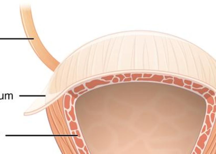 Minisling non-inferior to transobturator sling