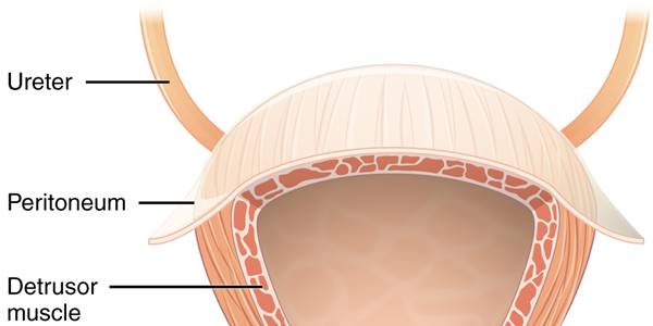 bladder CC/Anatomy & Physiology, Connexions Web site. http://cnx.org/content/col11496/1.6/Wikimedia Commons