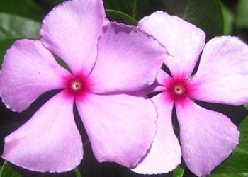 CEP72 rs924607 associated with vincristine neuropathy in children with ALL