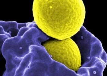 Clindamycin and trimethoprim-sulfamethoxazole equally effective for uncomplicated skin infections