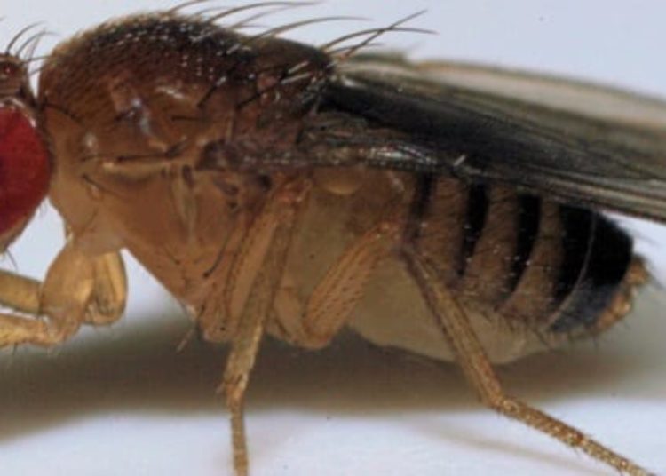 Eliminating nighttime feeding decreases cardiac decline in fruit flies [PreClinical]