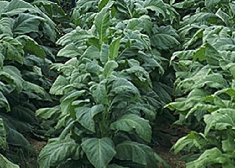 Modeling study reveals significant between-country disparities in tobacco use