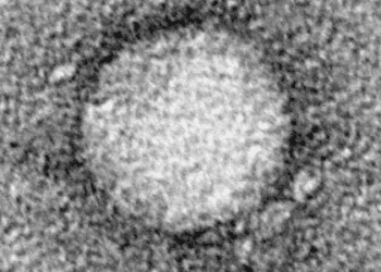 Novel HCV treatment may be cost-effective for some genotypes