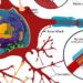 Hypertension drug guanabenz may improve multiple sclerosis outcomes [Pre Clinical]