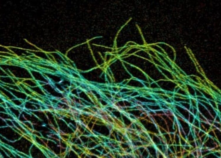 Small molecule drug may improve cancer-killing efficacy of oncolytic virus [PreClinical]