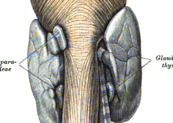 Forearm parathyroid reimplantation may be effective in preventing hypoparathyroidism