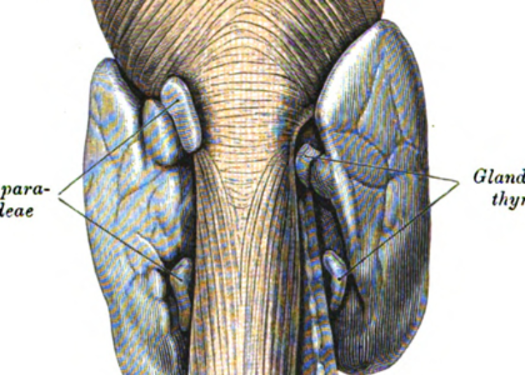 Forearm parathyroid reimplantation may be effective in preventing hypoparathyroidism