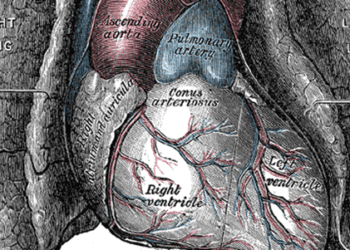 Kidney function metrics may help predict risk for cardiovascular disease