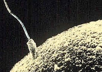 New gene linked to male infertility