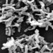 Non-toxigenic spores may prevent recurrent Clostridium difficile infection