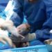 Amniotic fluid lactate associated with labor disorders
