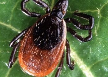 Borrelia miyamotoi disease an emerging tick-borne illness in the U.S.