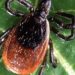 Borrelia miyamotoi disease an emerging tick-borne illness in the U.S.