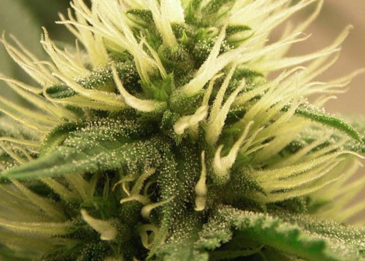 Systematic review examines benefits and adverse effects of cannabinoid therapy