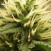 Systematic review examines benefits and adverse effects of cannabinoid therapy