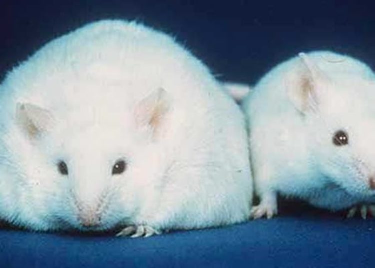 Inhibition of apoliprotein lowers triglyceride levels
